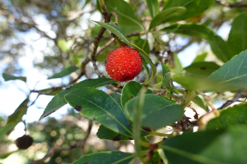 DSC05042-1024x682
