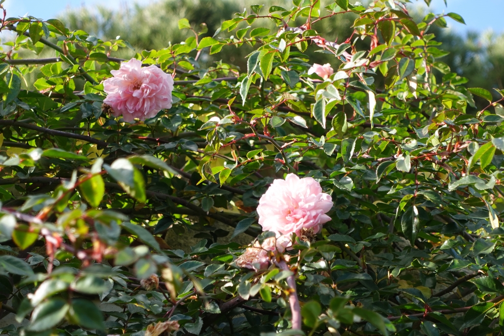DSC05044-1024x682