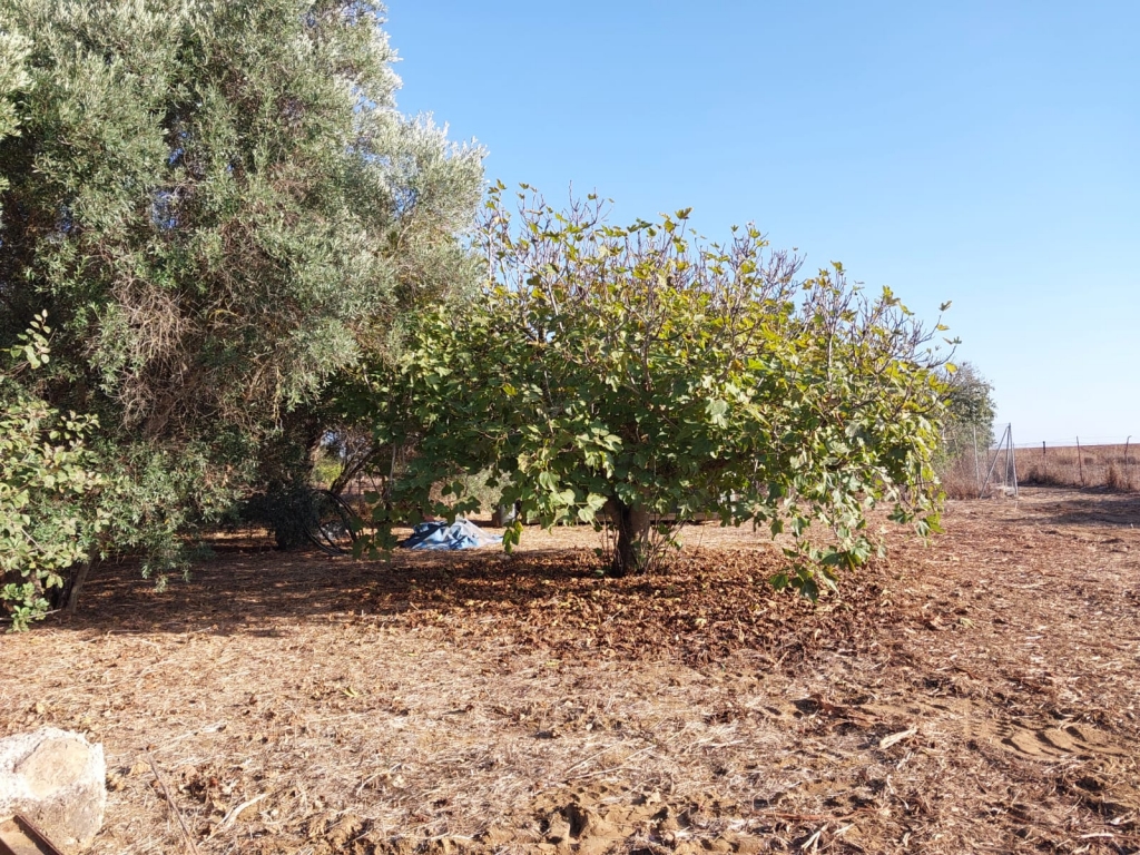 WhatsApp-Bild-2025-10-16-um-12.59.18_d2845e6a-1024x768