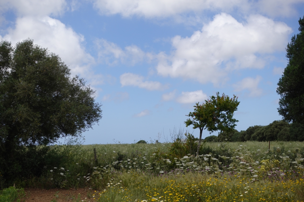 DSC08455-1024x682